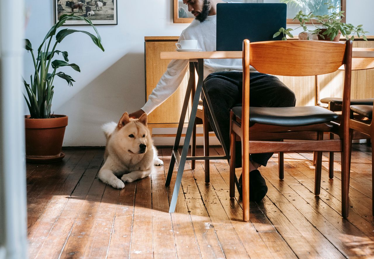 Big fluffy dog lying under a table getting petted by a tenant